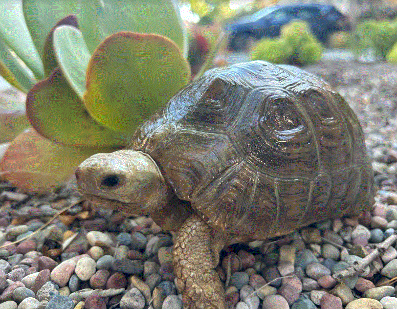 Elongated tortoise 3.gif