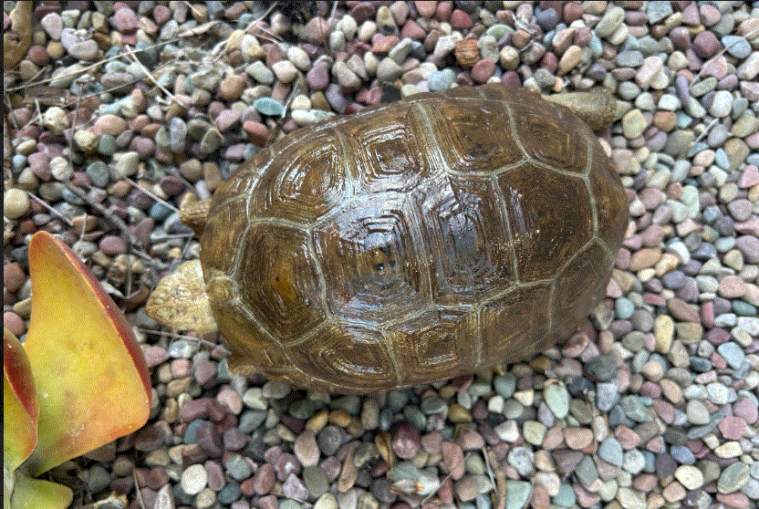Elongated tortoise 4.gif