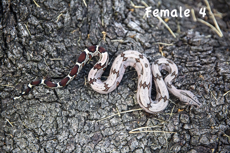 Female 4.jpg