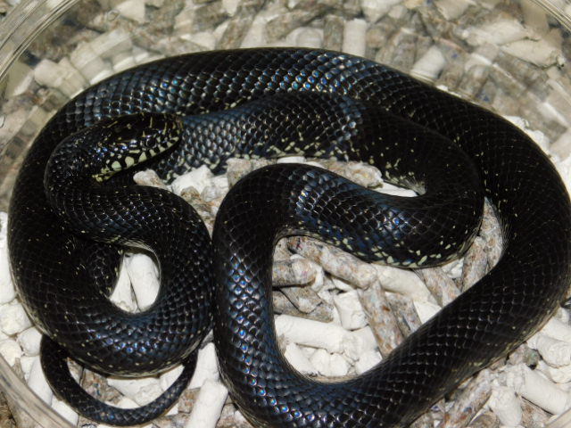Female Eastern Black King (2).JPG