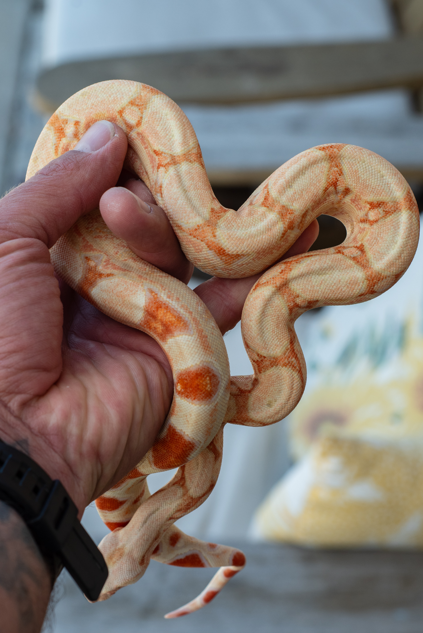 Female RC Pastel Kahl 4.14.26-1.jpg