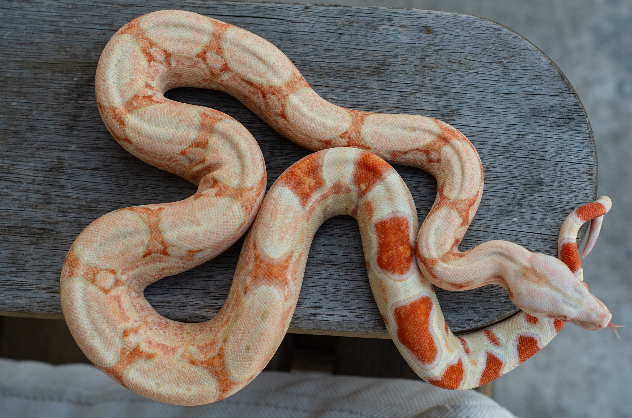 Female RC Pastel Kahl 4.14.26-2.jpg