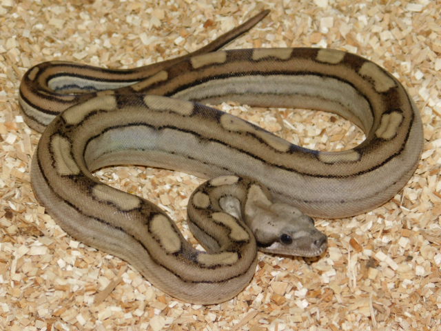 Fire Motley Key West Het Kahl Albino Female (1).JPG