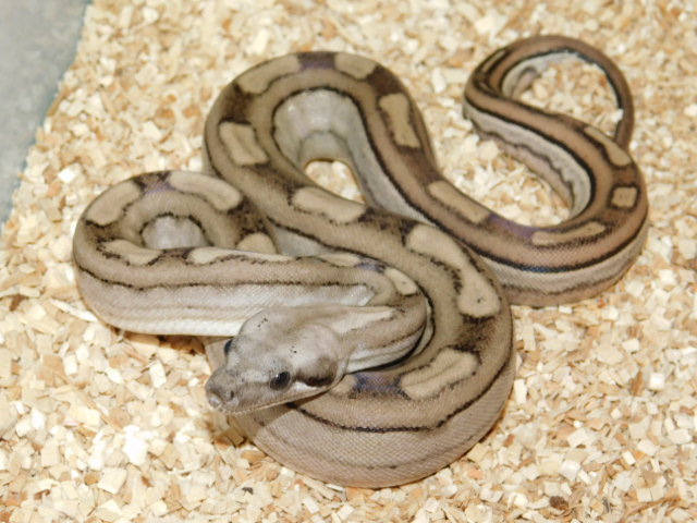 Fire Motley Key West Het Kahl Albino Female (3).JPG