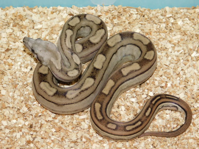 Fire Motley Key West Het Kahl Albino Female (4).JPG