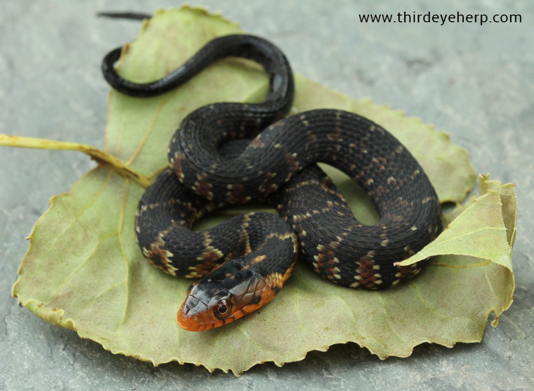 Florida Water Snake_2757.jpg