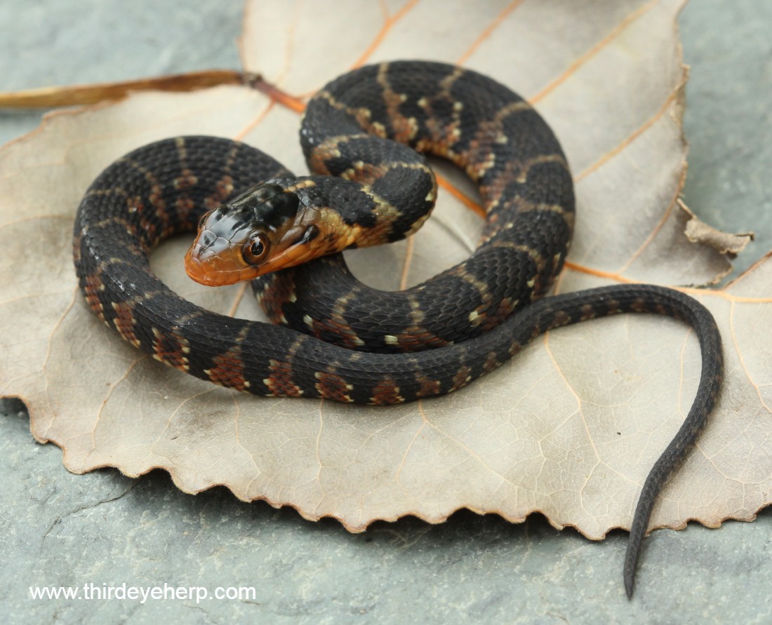 Florida Water Snake_2764.jpg