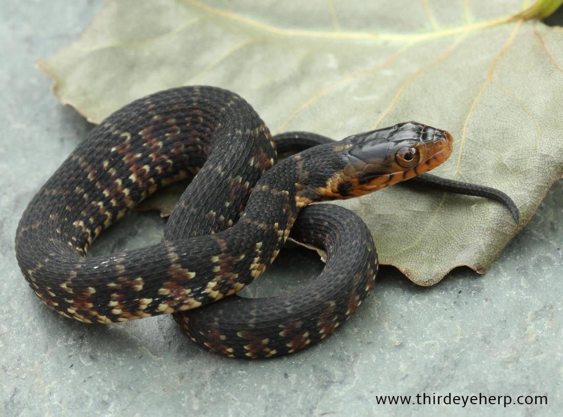 Florida Water Snake_2765.jpg
