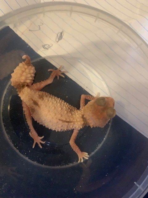 gecko1.jpg