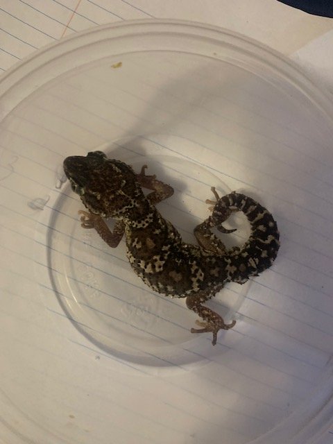 gecko3.jpg
