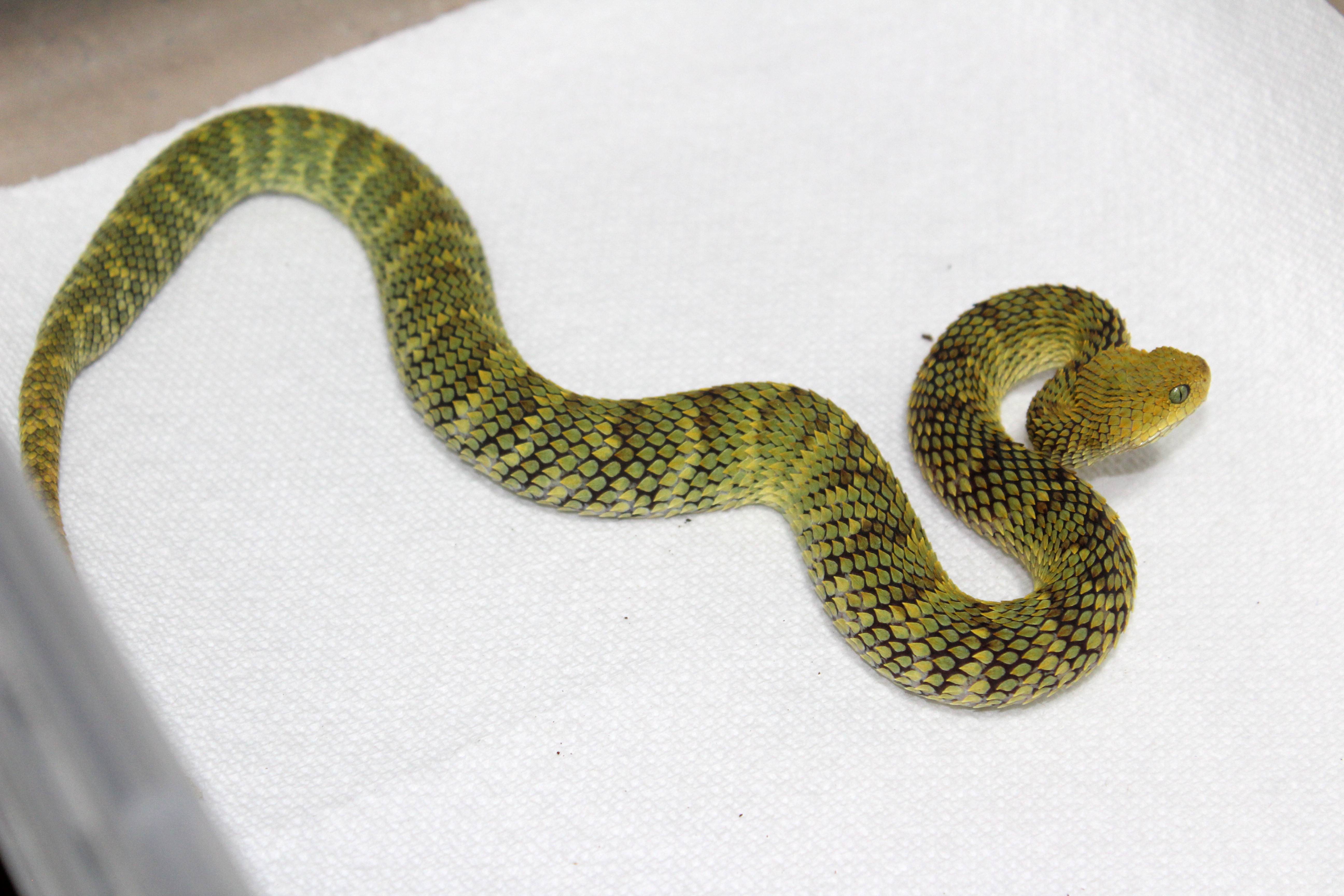 green squam.jpg
