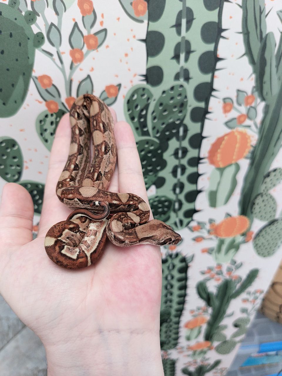Hypo Aby Aztec het Sharp Blizzard Male.jpg
