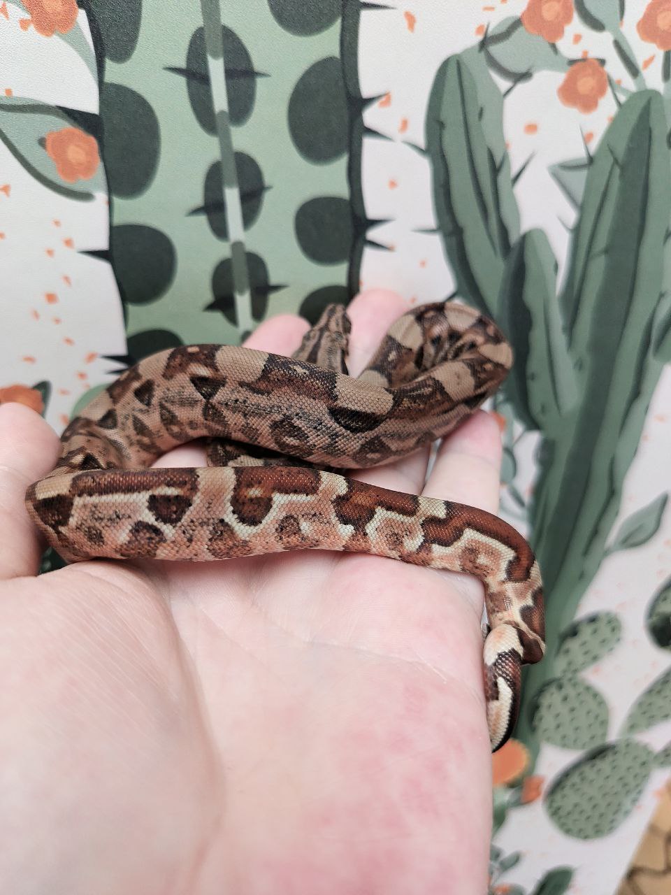 Hypo Aby Aztec het sharp blizzard male1.jpg