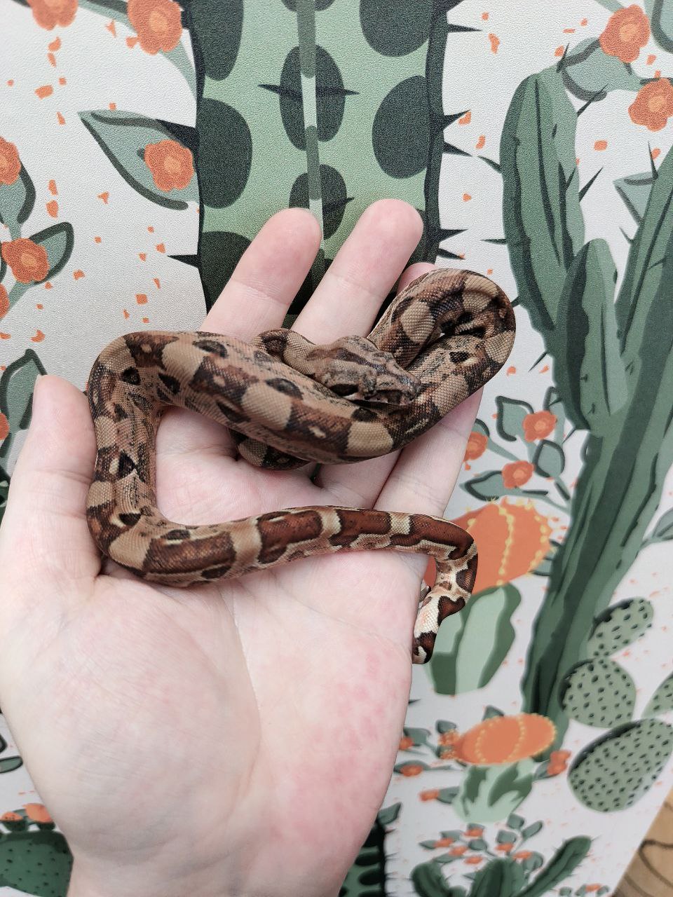 Hypo Aby Aztec het sharp blizzard male2 (2).jpg