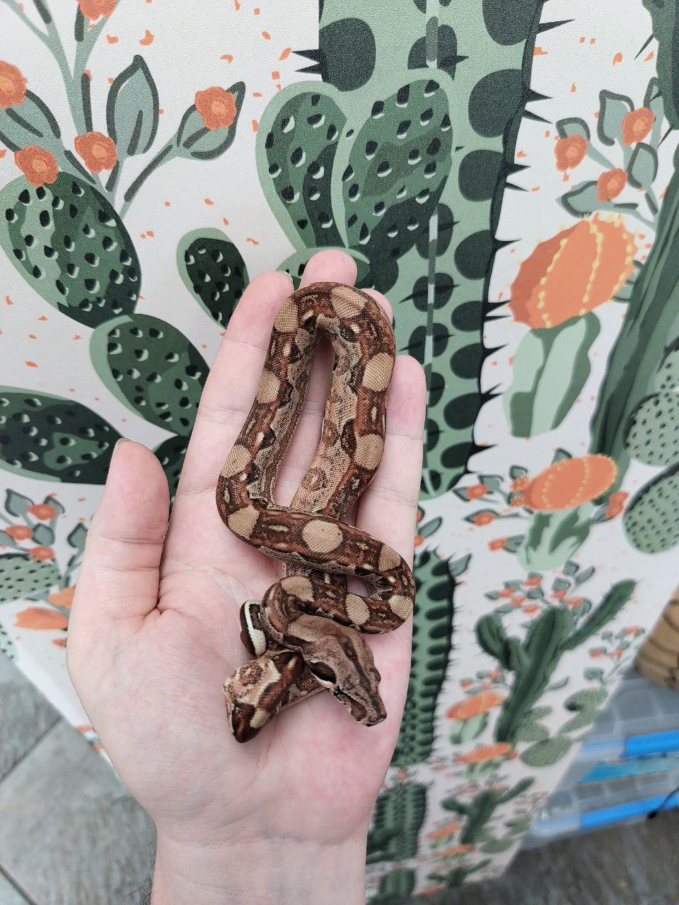 Hypo Aby Aztec het Sharp Blizzard Male2.jpg