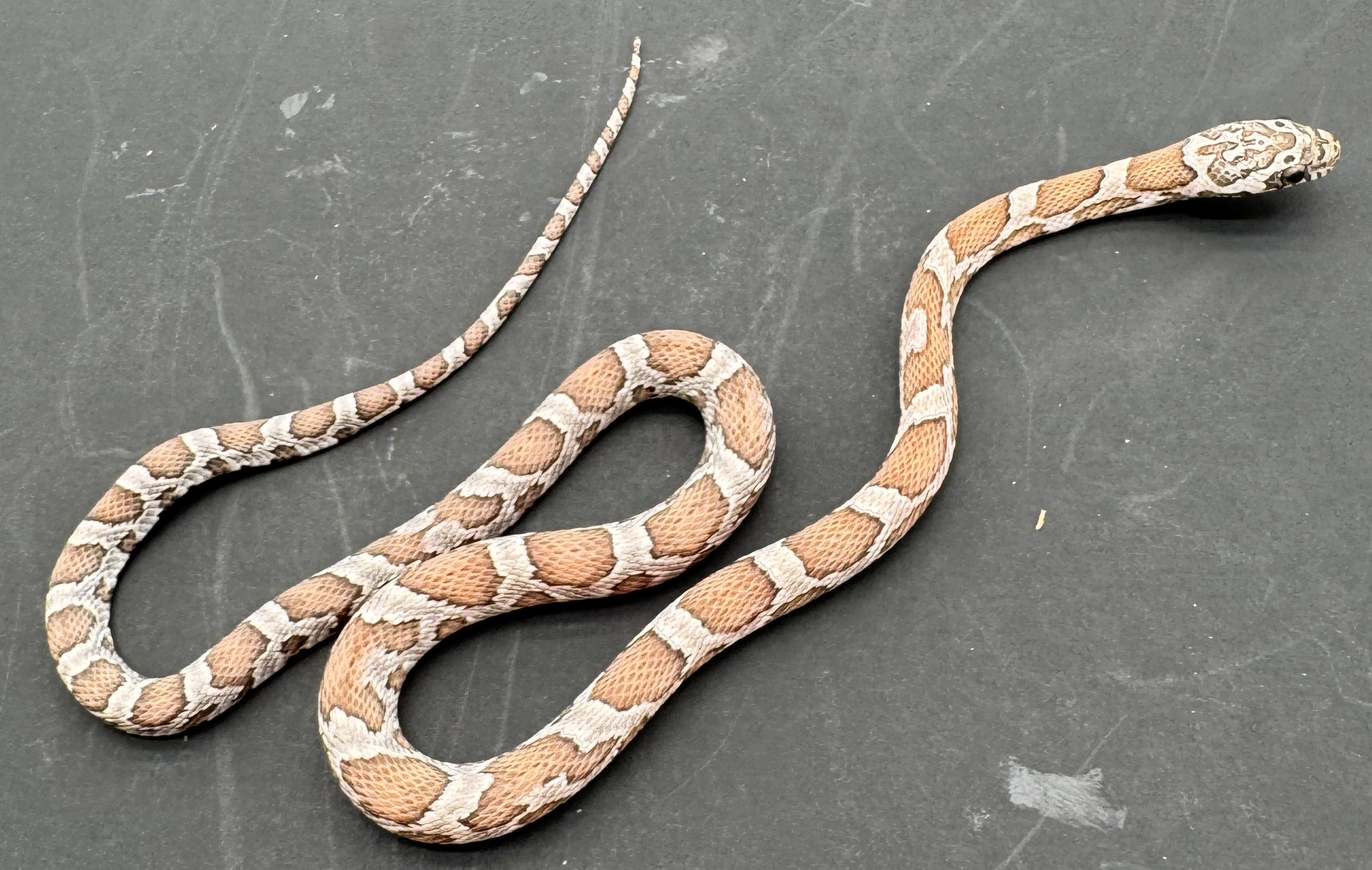 Hypo Poss Het Scaleless 1.Jpg