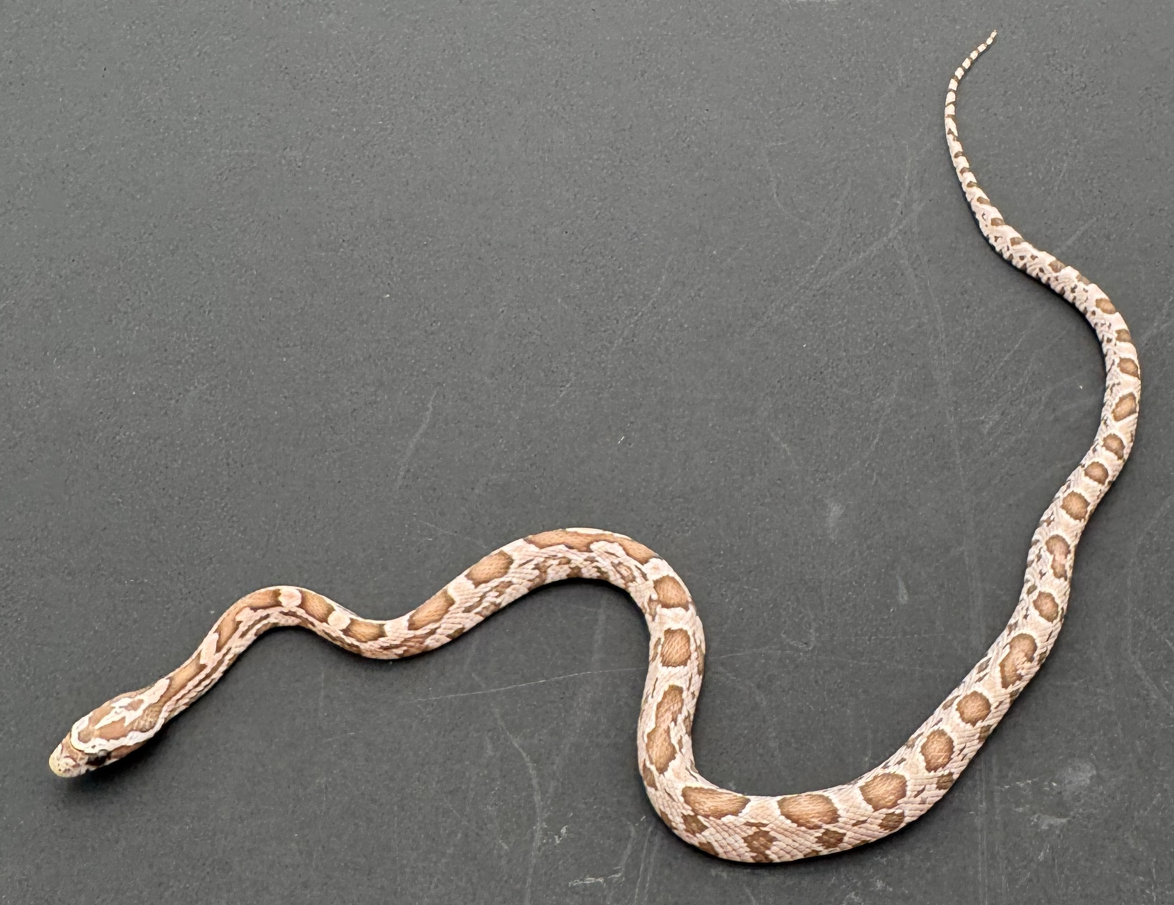 Hypo Poss Het Scaleless 2.Jpg