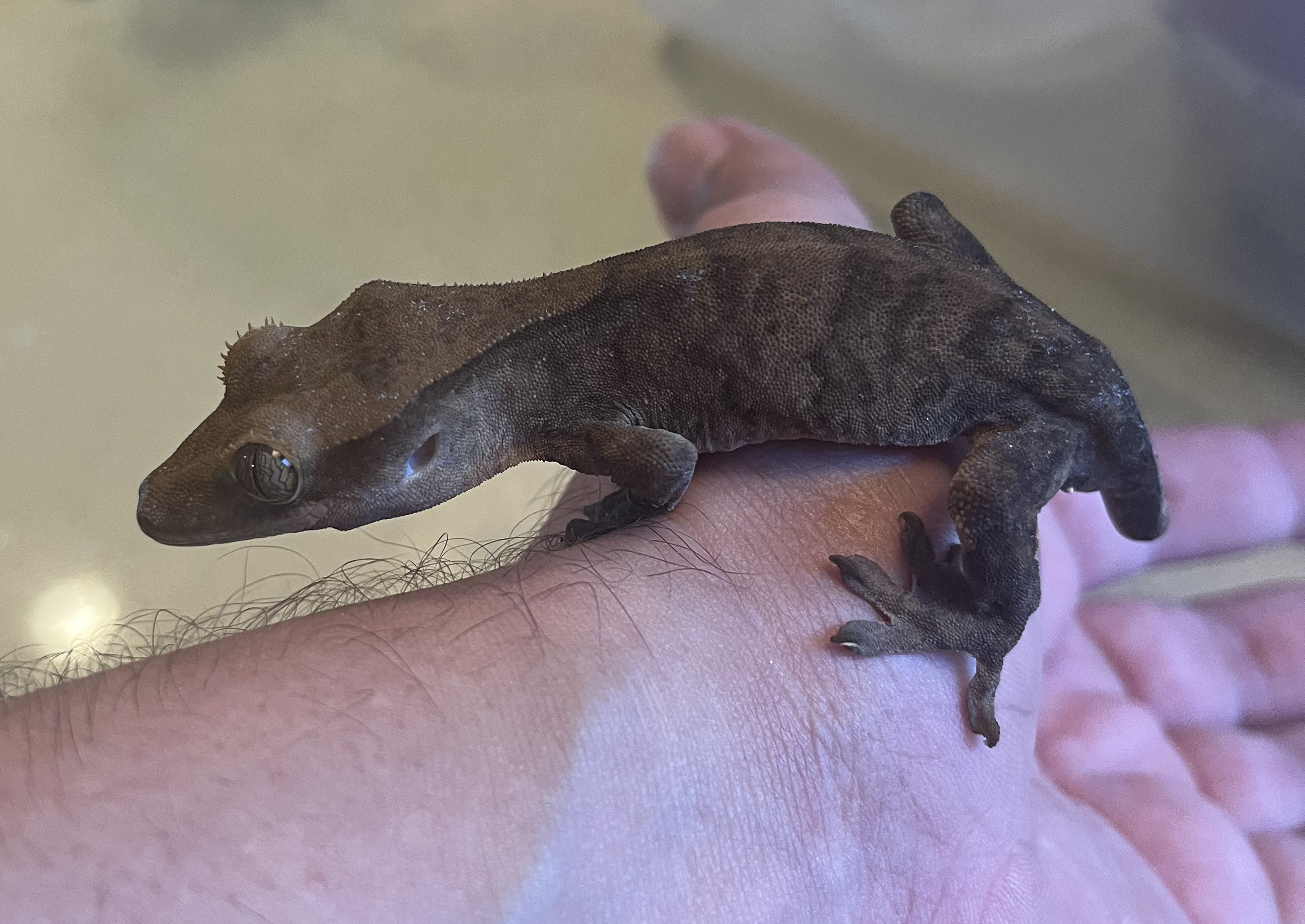 IMG_9158 adj1.jpg
