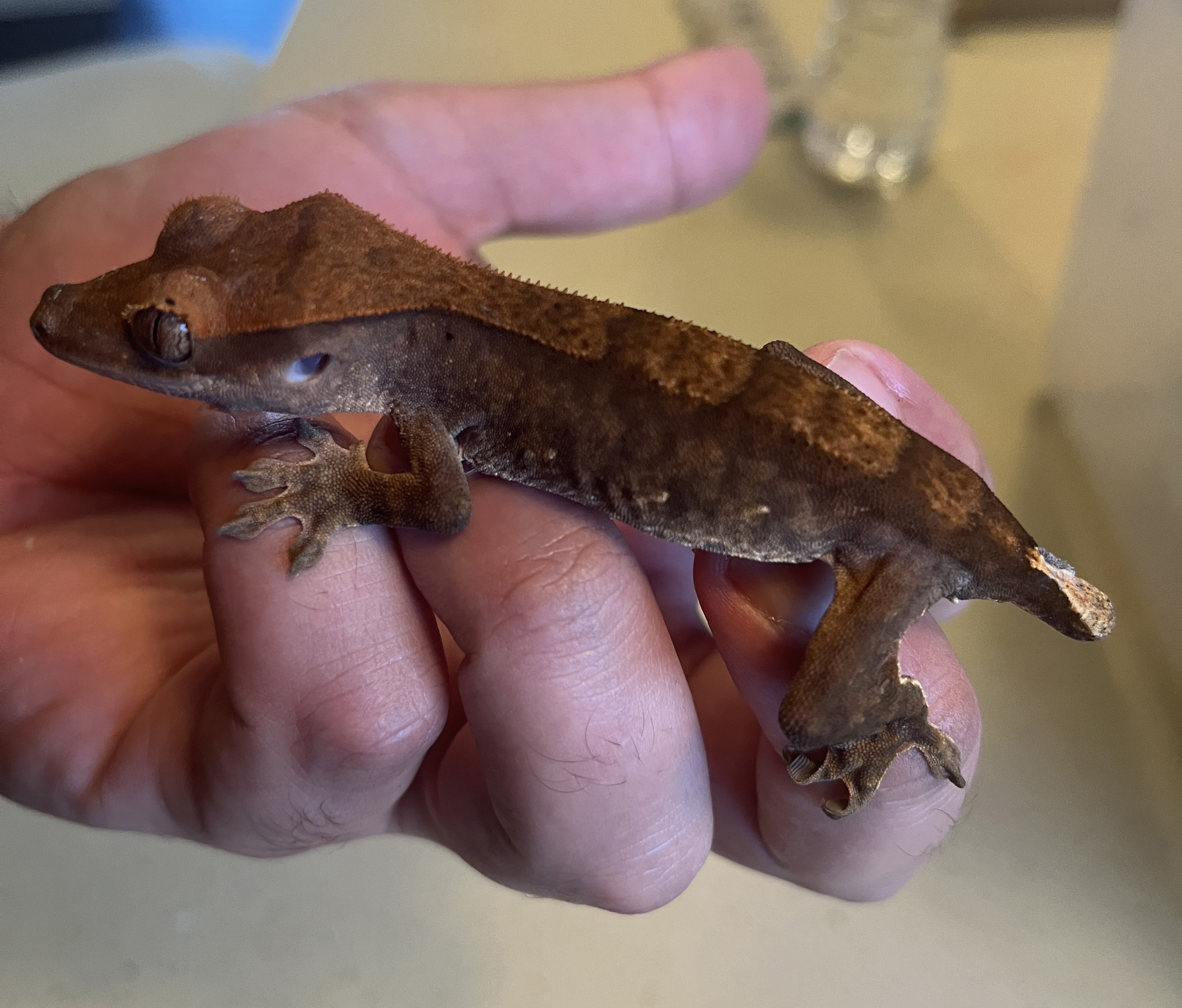 IMG_9163 adj1.jpg