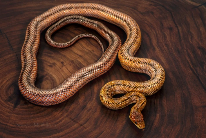 JR-sire.png