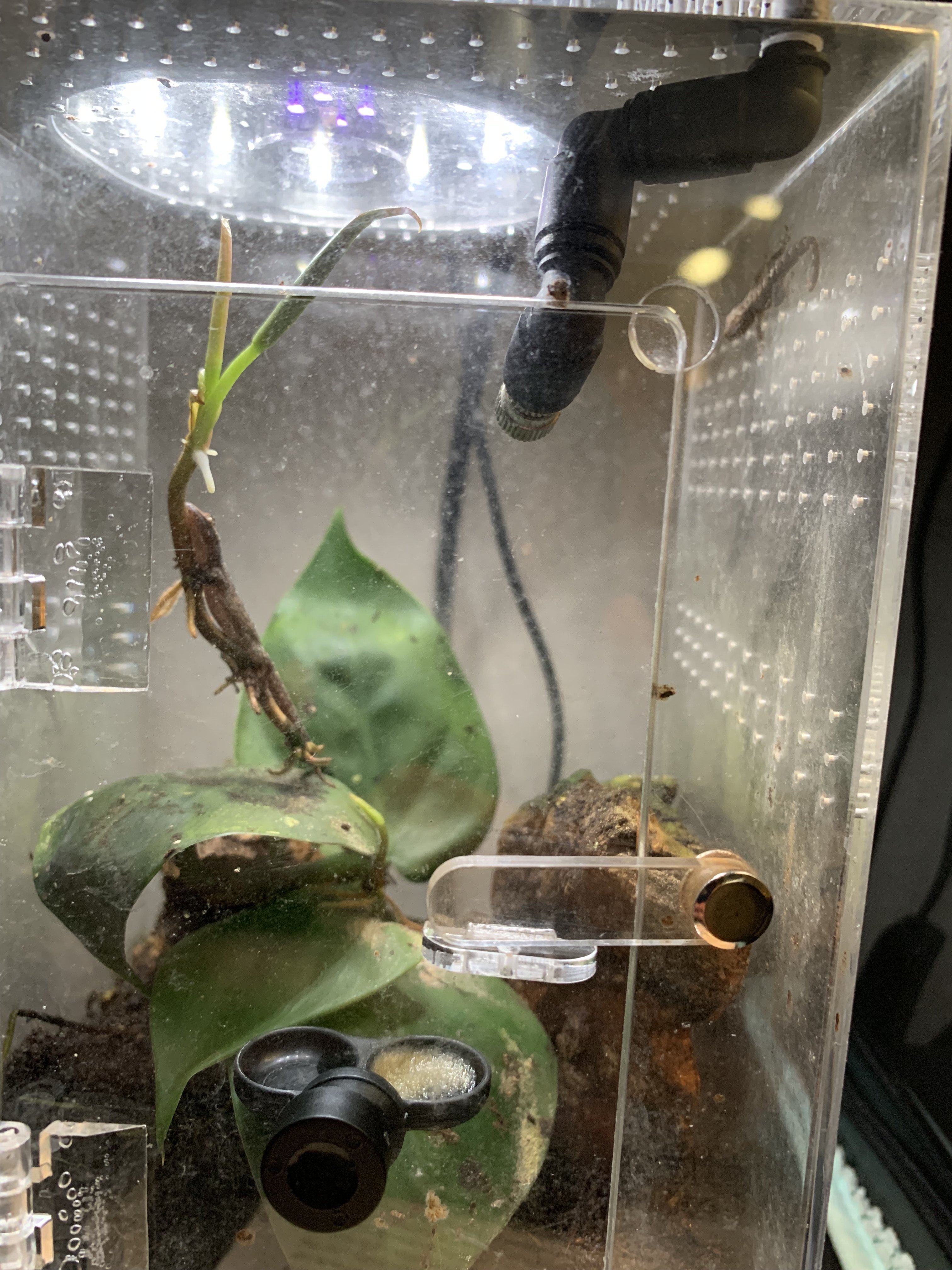 Juv geckos.jpeg