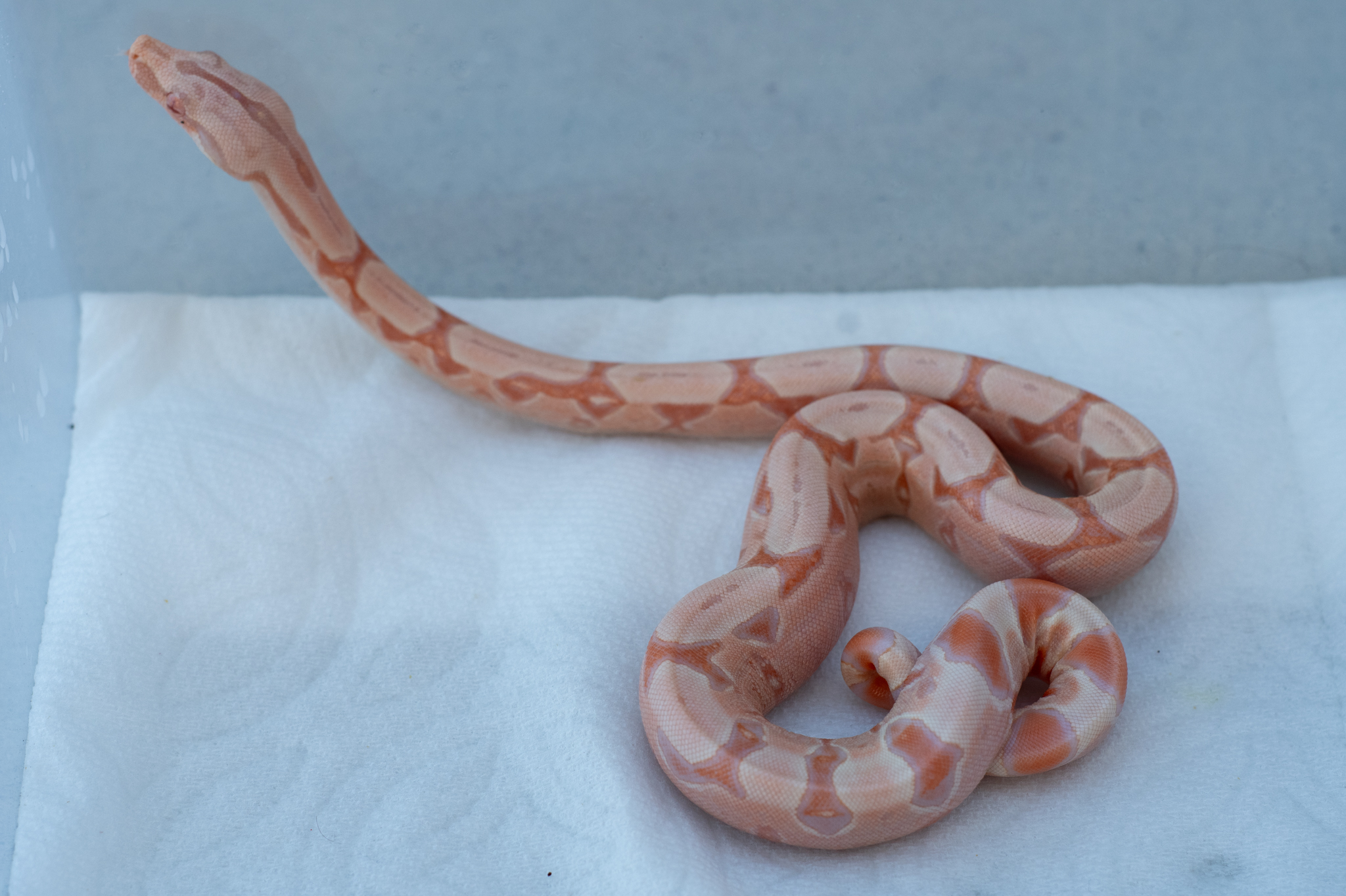 Kahl - Cali x Dude-RC Kahl Jungle-3.jpg