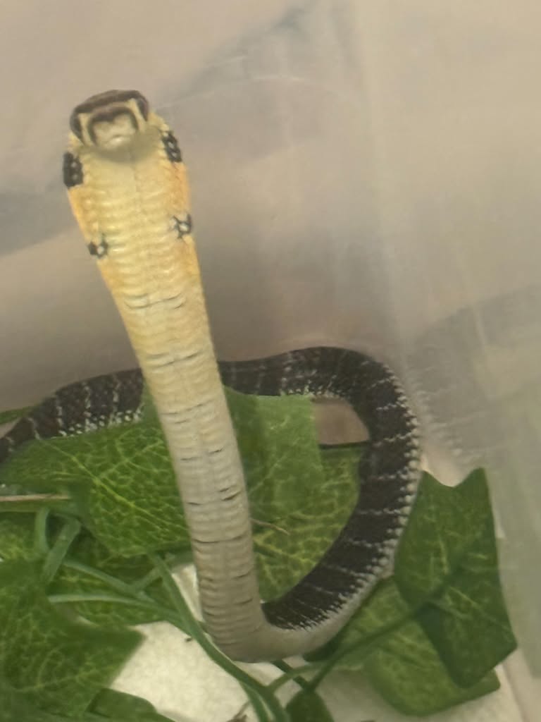 king cobra.jpg