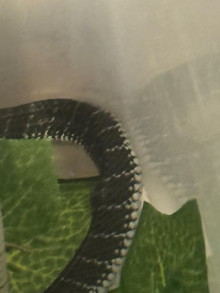 kingcobra1.jpg