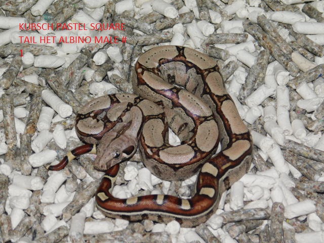 KPST het Albino Male #1 (5).JPG
