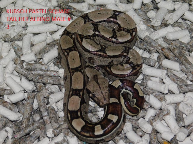 KPST het Albino male #3 (2).JPG