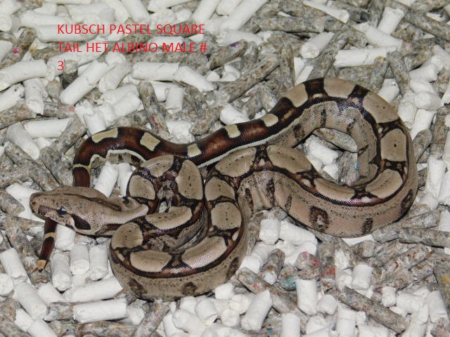 KPST het Albino male #3 (5).JPG