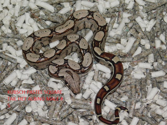 KPST het Albino Male #5 (1).JPG