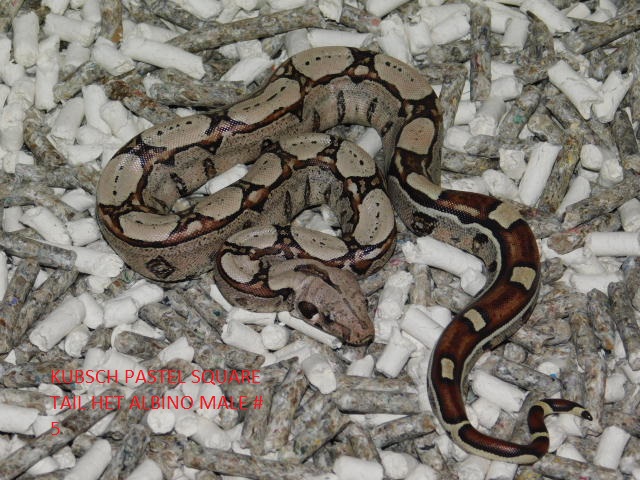 KPST het Albino Male #5 (4).JPG