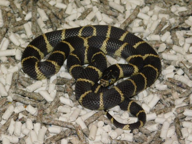 LA County CA King Female (4).JPG