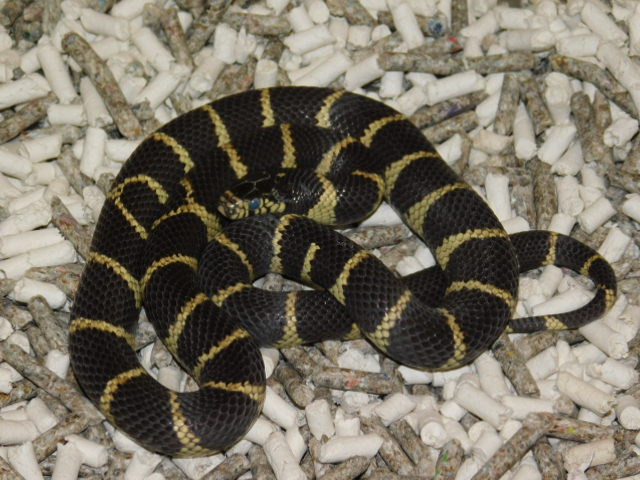 LA County CA King Female (5).JPG