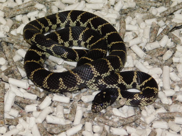 LA County CA King Male (5).JPG