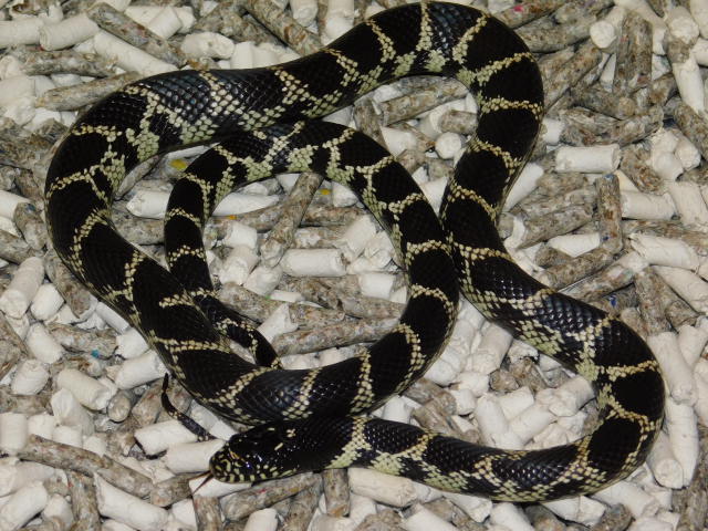 LA County CA. King Male (6).JPG