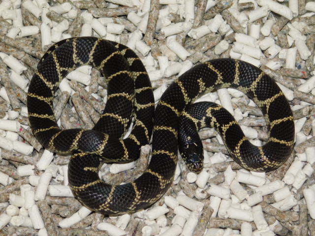LA County CA King Male (8).JPG