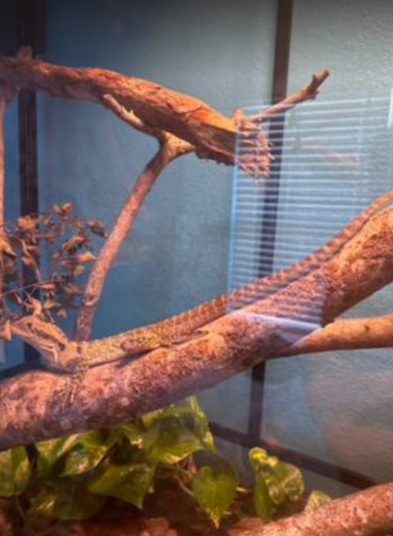 lizard 6.png