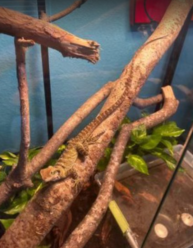 lizard 7.png