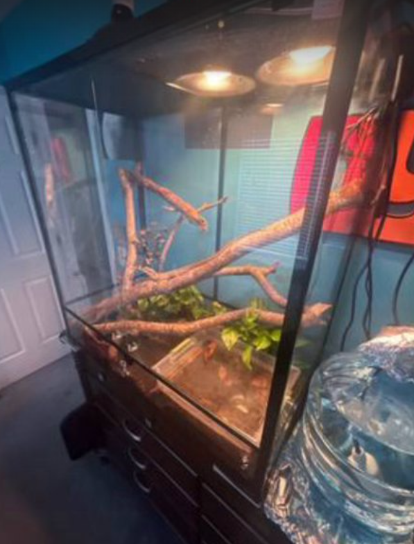 lizard 9.png