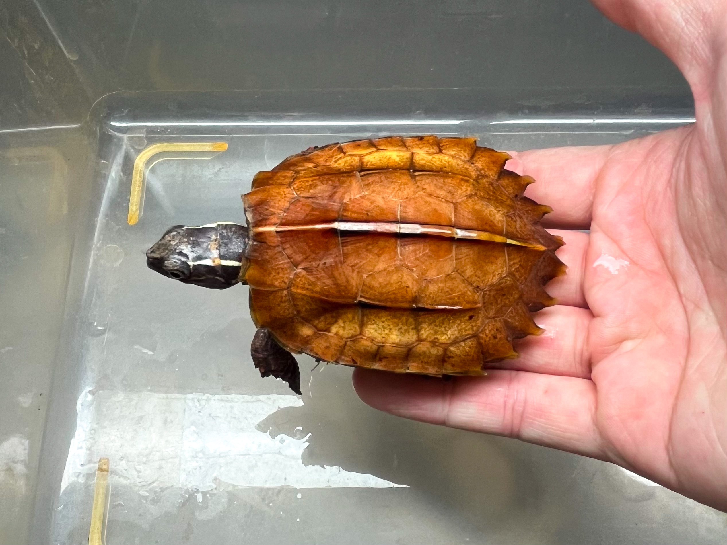 male-1.jpeg
