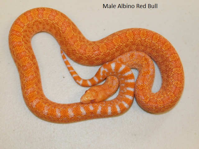 Male Albino Red Bull (10).JPG