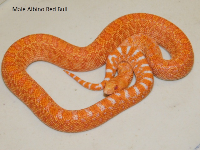 Male Albino Red Bull (11).JPG