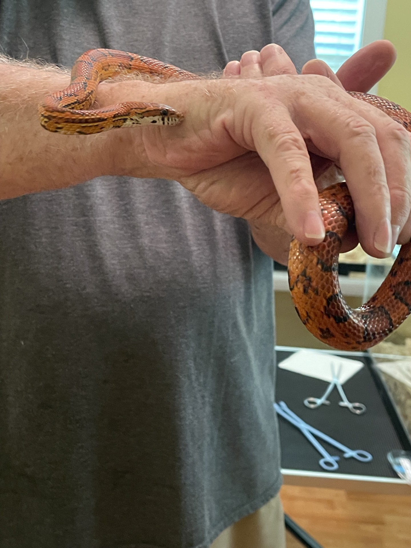 male okeetee 1.jpg