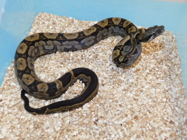 Motley Het Bea Female #3 (1).JPG