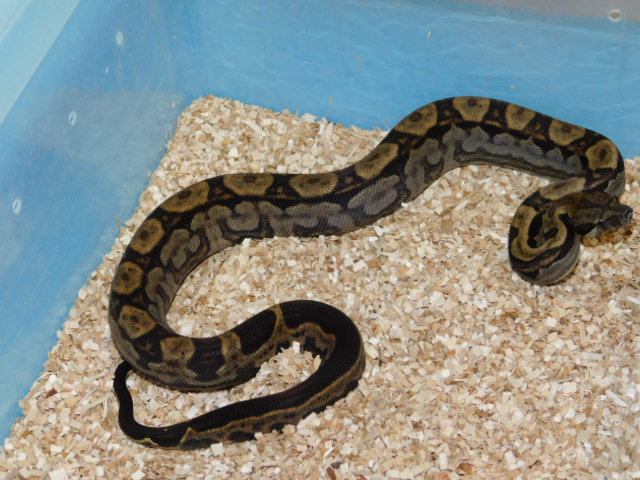 Motley Het Bea Female #3 (2).JPG