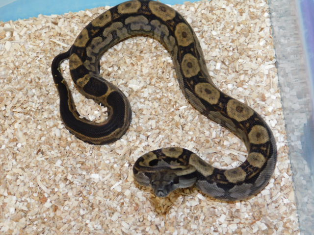 Motley Het Bea Female #3 (5).JPG