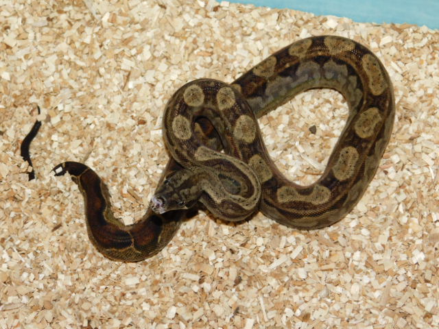 Motley Het Bea Male #4 (1).JPG