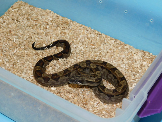 Motley Het Bea Male #4 (2).JPG
